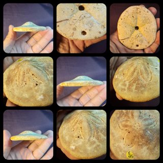 fósil de equinoideo,Clypeaster gippslandiscus