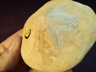 fósil de Clypeaster gippslandiscus ,Australia