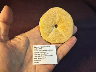 fósil de Clypeaster gippslandiscus ,Australia
