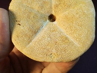 fósil de Clypeaster gippslandiscus ,Australia