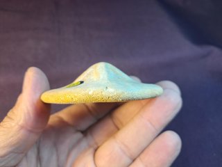 fósil de Clypeaster gippslandiscus ,Australia