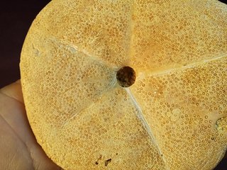 fósil de Clypeaster gippslandiscus ,Australia