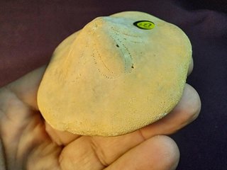 fósil de Clypeaster gippslandiscus ,Australia