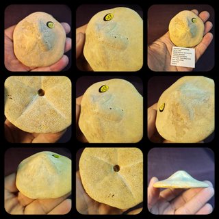 fósil de Clypeaster gippslandiscus ,Australia