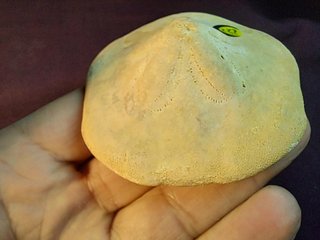 fósil de Clypeaster gippslandiscus ,Australia