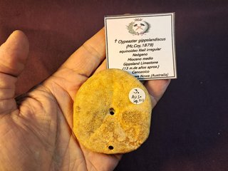 equinoideo fósil ,Clypeaster  gippslandiscus