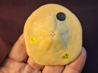 equinoideo fósil ,Clypeaster  gippslandiscus