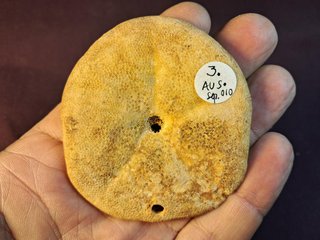 equinoideo fósil ,Clypeaster  gippslandiscus