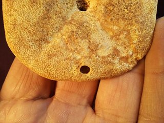equinoideo fósil ,Clypeaster  gippslandiscus