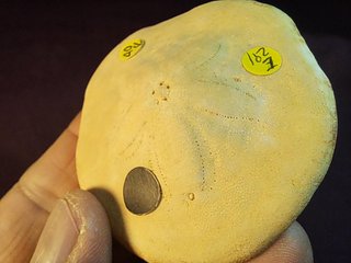 equinoideo fósil ,Clypeaster  gippslandiscus