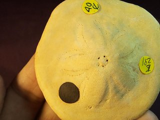 equinoideo fósil ,Clypeaster  gippslandiscus