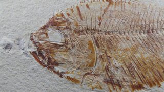 pez fósil, Diplomystus birdi,Cenomaniense,Libano