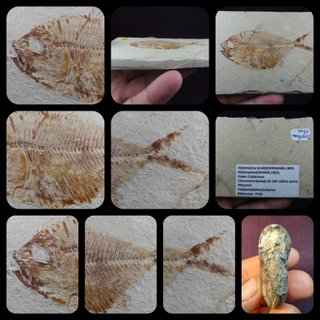 pez fósil, Diplomystus birdi,Cenomaniense,Libano