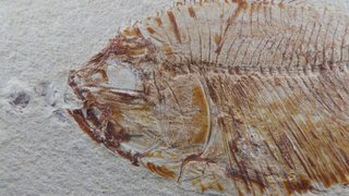 pez fósil, Diplomystus birdi,Cenomaniense,Libano