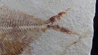 pez fósil, Diplomystus birdi,Cenomaniense,Libano