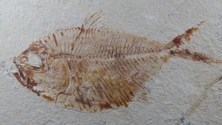 pez fósil, Diplomystus birdi,Cenomaniense,Libano