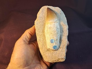 fósil de Mosasaurus beaugei(ARMBOURG,1952)