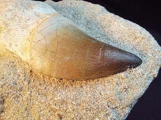 fósil de Mosasaurus beaugei(ARMBOURG,1952)