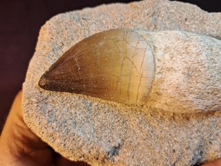 fósil de Mosasaurus beaugei(ARMBOURG,1952)