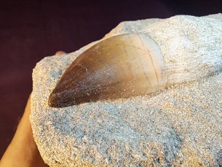 fósil de Mosasaurus beaugei(ARMBOURG,1952)