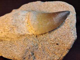 fósil de Mosasaurus beaugei(ARMBOURG,1952)