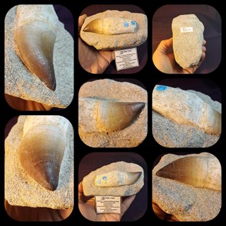 fósil de Mosasaurus beaugei(ARMBOURG,1952)