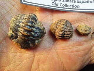 trilobite,Antiguo Sahara Español Phacops latifrons