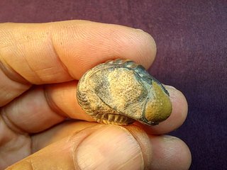 trilobite,Antiguo Sahara Español Phacops latifrons