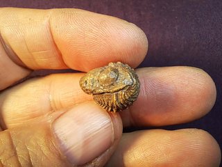trilobite,Antiguo Sahara Español Phacops latifrons