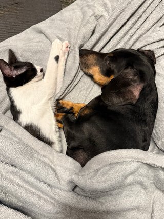 Limpieza, Mascotas y Ayuda en el Hogar