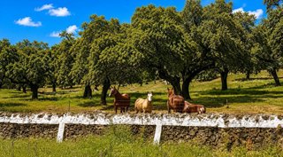 Casa rural en venta en Huerta Rosales - Valdepasillas en Badajoz
