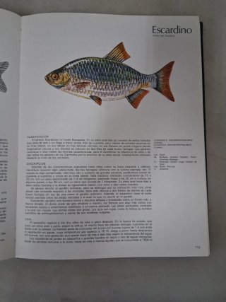 Libro de : PECES DE MAR Y RIO