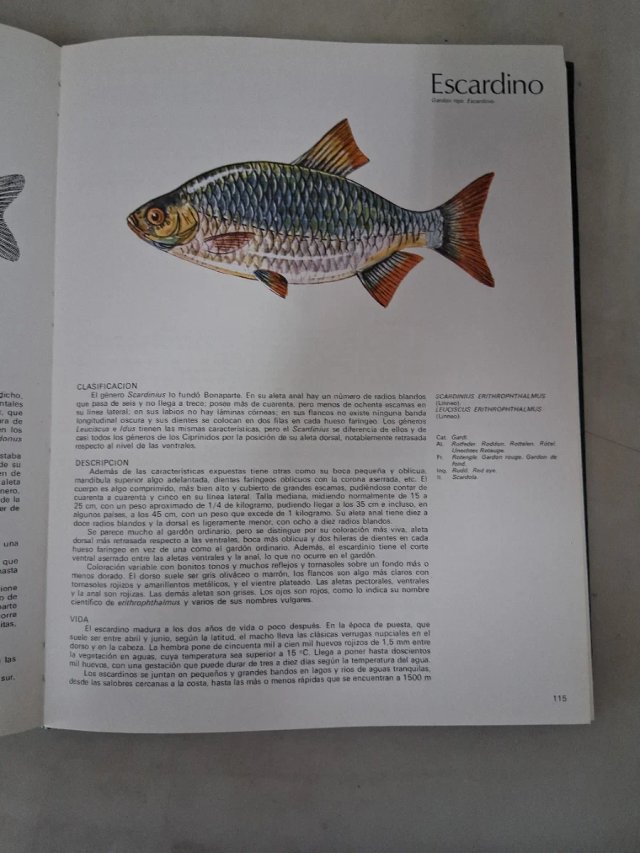 Libro de : PECES DE MAR Y RIO