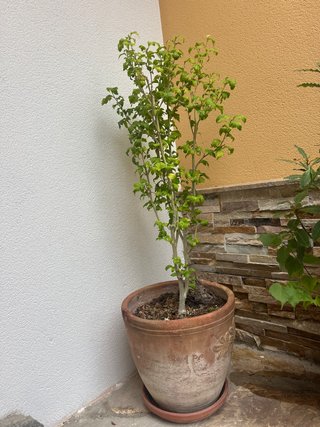Hibisco con Maceta de Barro Antigua