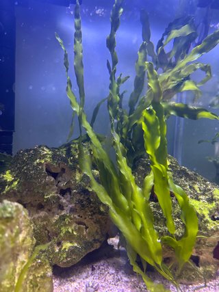 Macroalga Caulerpa para Aquário