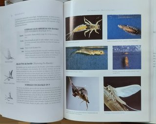 Emergentes - Pesca a Mosca