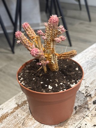 Planta suculenta con flores rosas