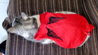 Disfraz de Diablo para Mascota