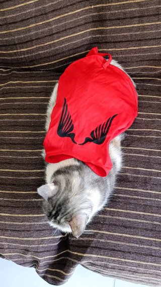 Disfraz de Diablo para Mascota