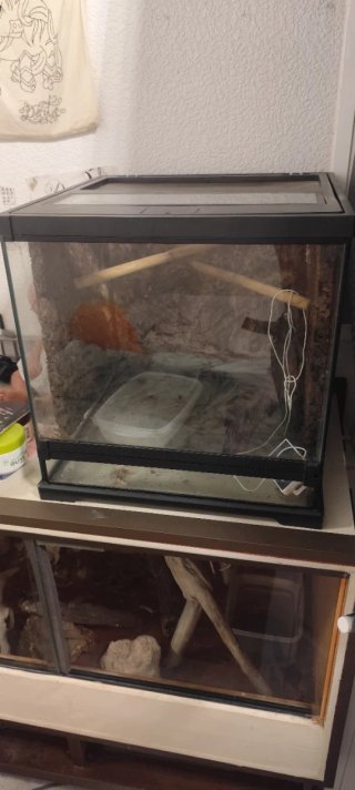 Terrario Exo Terra para Anfibios