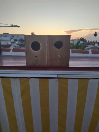Dos nidos para ninfas o pájaros