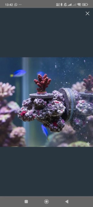 Coralero Magnético/Frag rack Acuario Marino