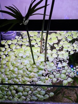 Plantas flotantes para acuario