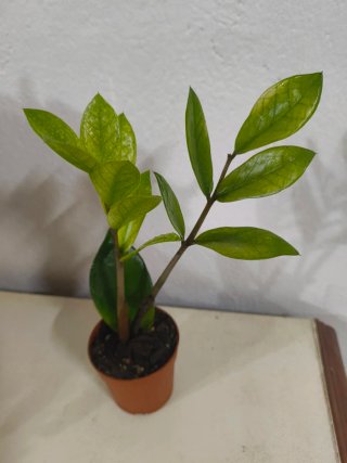 Planta Zamioculca Chameleon