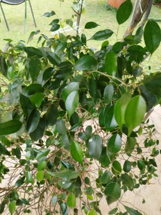 Talee di Ficus Benjamin