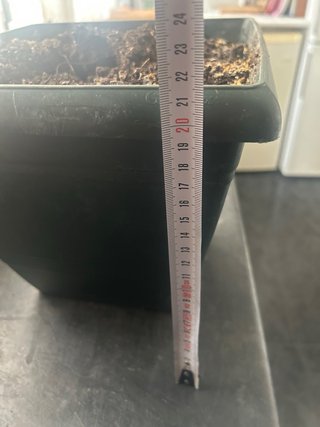Maceta con Depósito de Agua