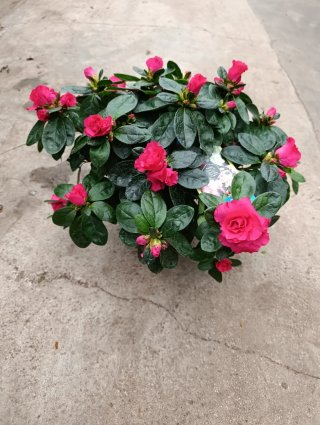 Planta Azalea con Flores Rosas