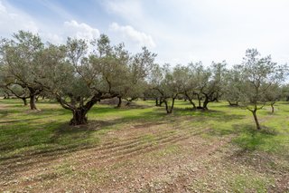 Finca con agua y casa de aperos para reformar