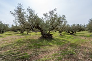Finca con agua y casa de aperos para reformar