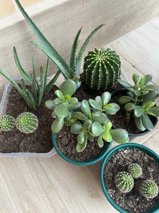 Set de 5 Plantas: Cactus, Suculentas y Aloe